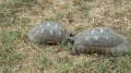 Kerameikos tortoises